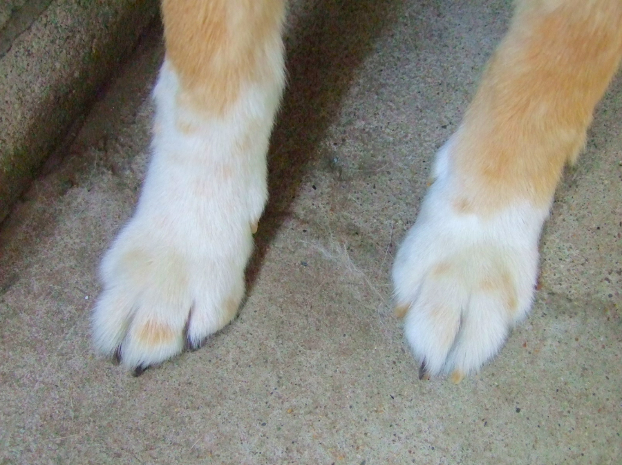 【犬の爪切りガイド】トリマーが教える正しいケアと重要性